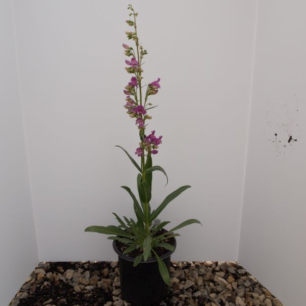 Penstemon Prairie Dusk