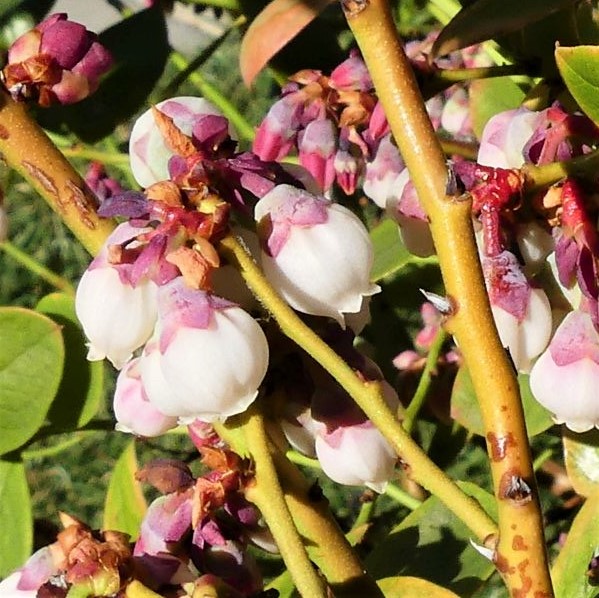 Sunshine Blue Blueberry Bush