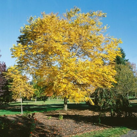 Audubon&reg; Native Kentucky Coffeetree