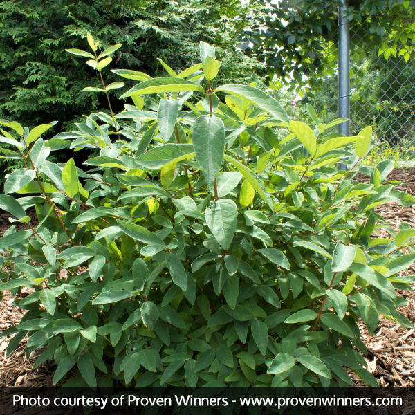 Sugar Mountain® Blue Sweetberry Honeysuckle Bush