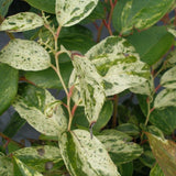 Rainbow Fetterbush