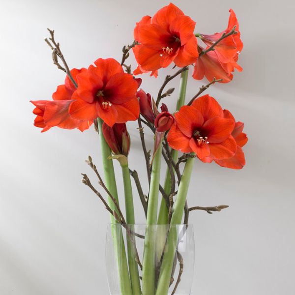 Orange Sovereign Amaryllis