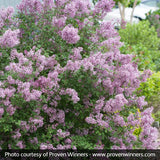 Bloomerang&reg; Lilac