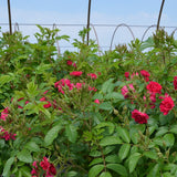 F. J. Grootendorst Hybrid Rugosa Rose