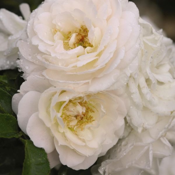 Easy Elegance&reg; Snowdrift Rose