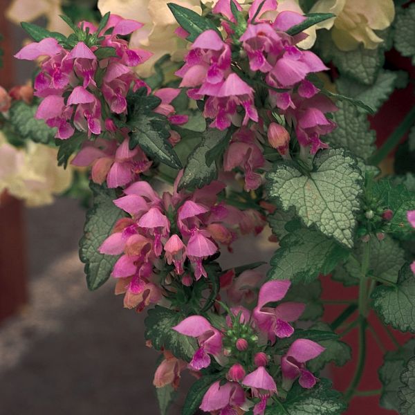 Lamium Orchid Frost