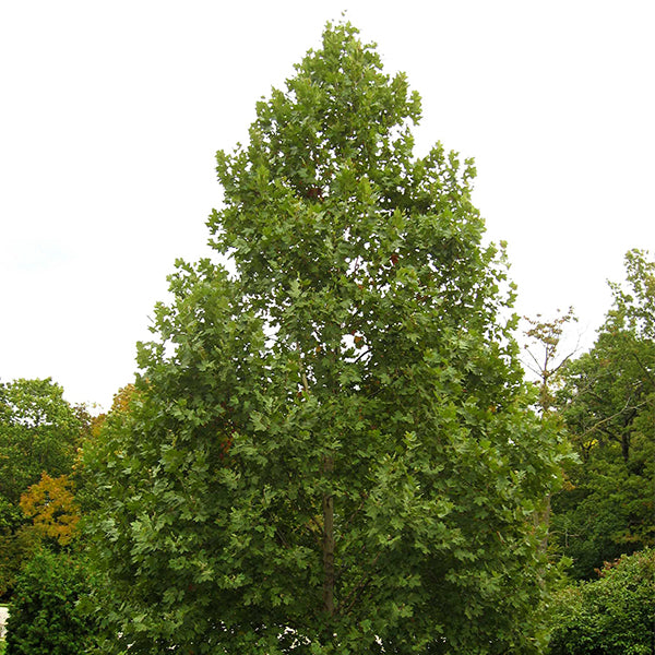 Exclamation!&trade; London Planetree