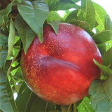 Flavor Gold Nectarine Tree