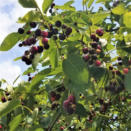 Cole's Select Serviceberry