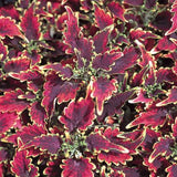 Coleus Sky Fire