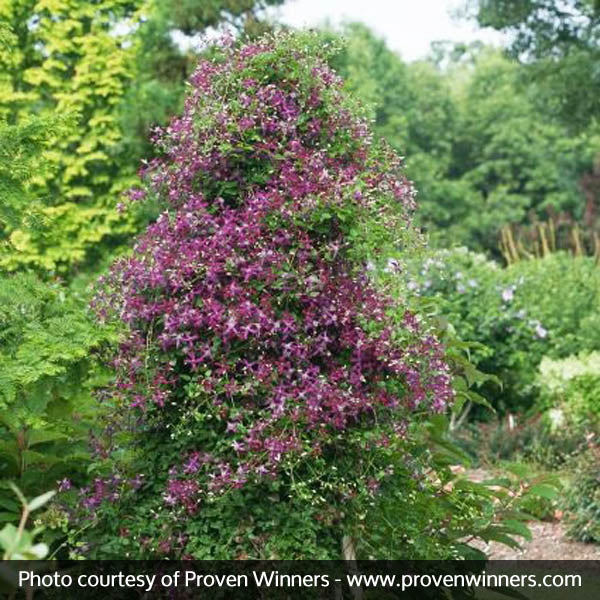 Sweet Summer Love Clematis