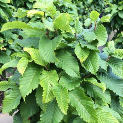 Dwarf Monument Hornbeam