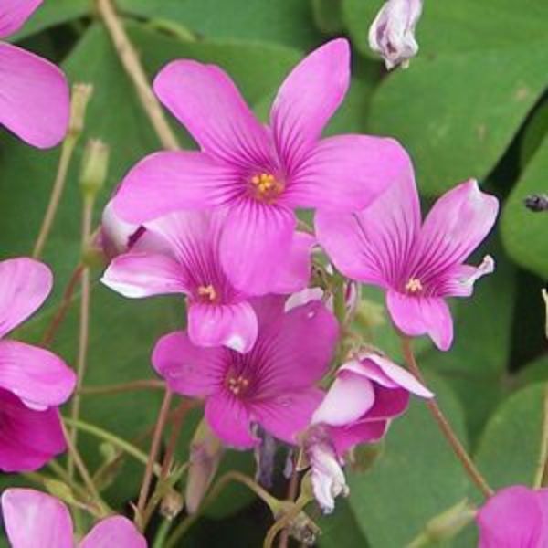 Strawberry Oxalis