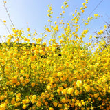 Double Flowering Japanese Kerria