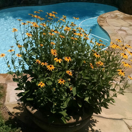 Goldsturm Black-Eyed Susan