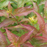 Dwarf Bush Honeysuckle