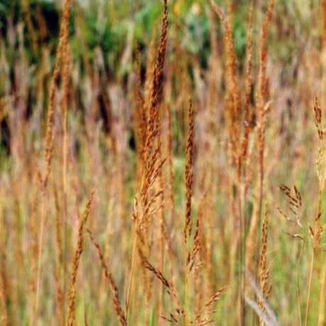 Indian Grass