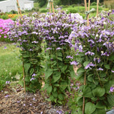 Proven Winners&reg; Stand by Me Lavender Bush Clematis