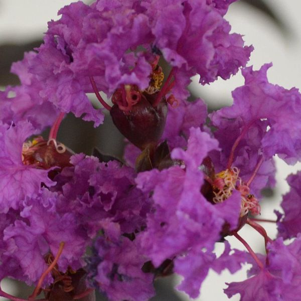 Black Diamond&reg;  Purely Purple&trade; Crape Myrtle