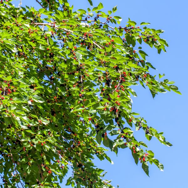 Red Mulberry Tree