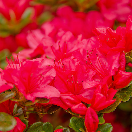 Girard's Crimson Azalea