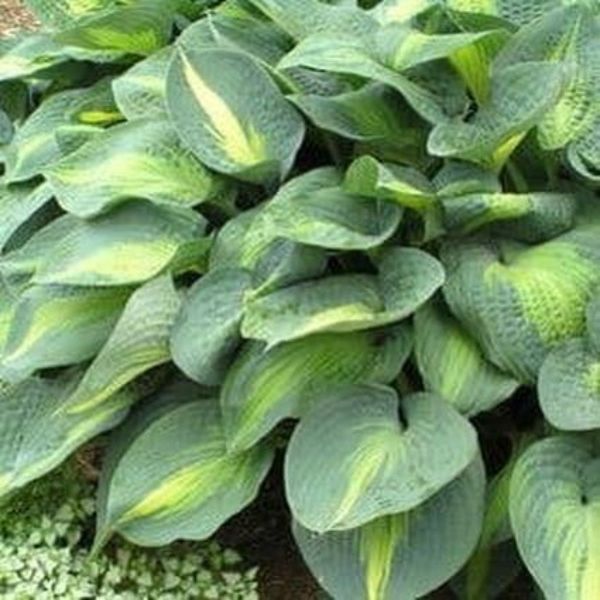 Lakeside Shore Master Hosta