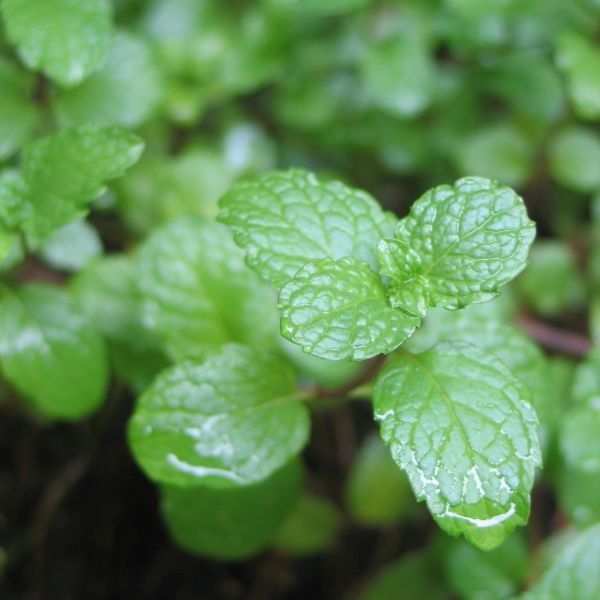 Spearmint Plant