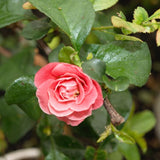 Proven Winners&reg; Color Choice&reg; Double Take&trade; Pink Quince