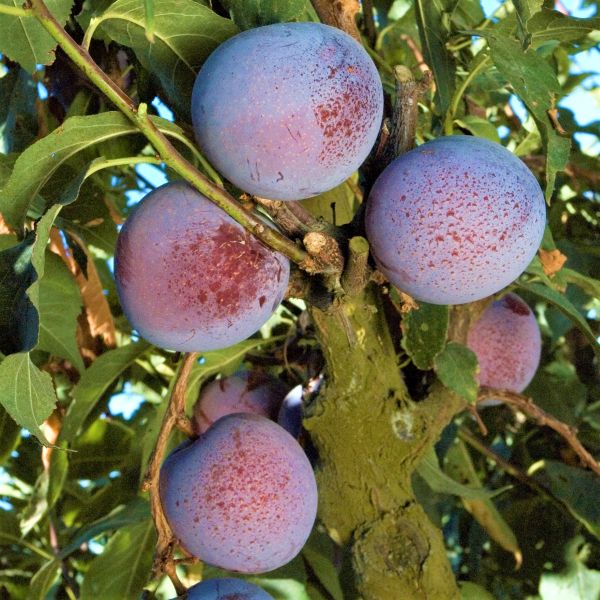 Flavor King Pluot Tree