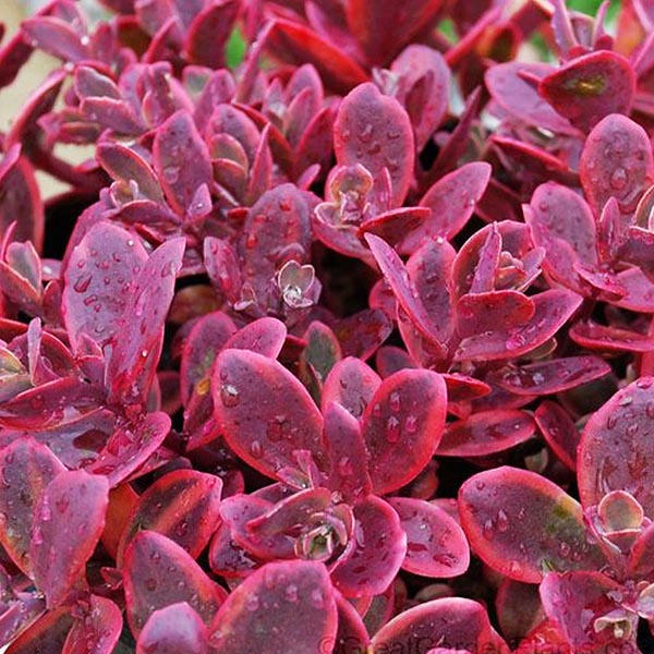 SunSparkler&reg; Wildfire Sedum