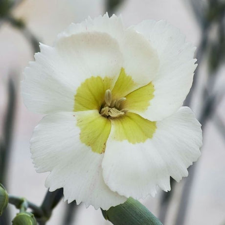 American Pie&reg; Key Lime Pie Dianthus