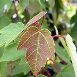 Summer Red Maple Tree