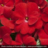 Infinity&reg; Red Impatiens