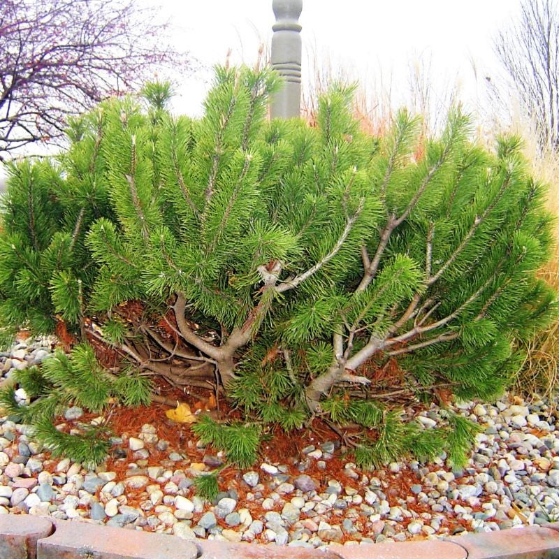 Dwarf Mugo Pine