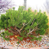 Dwarf Mugo Pine