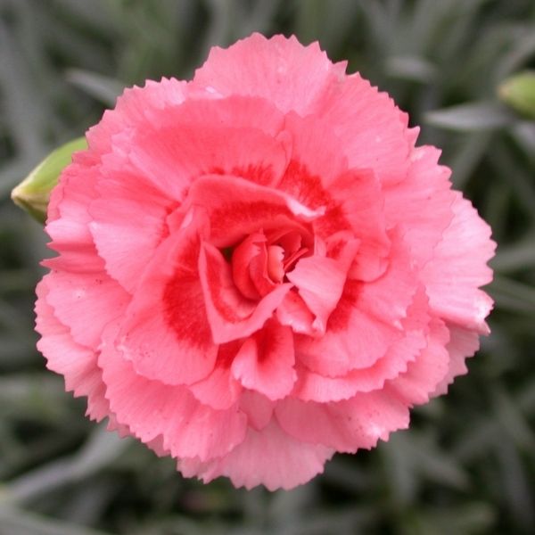 Scent First&reg; Romance Dianthus