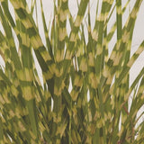 Gold Breeze Miscanthus Grass