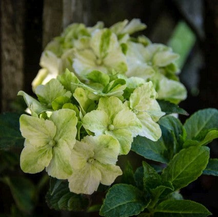 Everlasting&trade; Jade Hydrangea