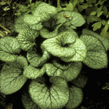 Jack Frost Brunnera