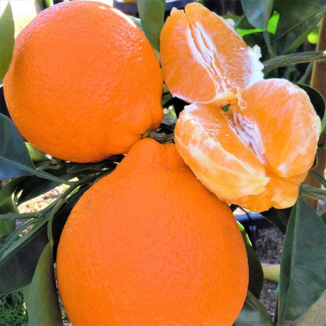 Minneola Tangelo Tree