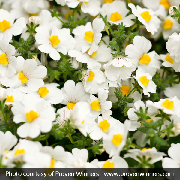 Sunsatia&reg; Coconut Nemesia