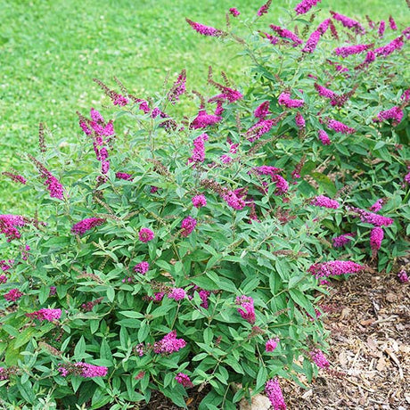 Proven Winners&reg;  ColorChoice&reg;  Lo & Behold&reg;  Ruby Chip&reg; Butterfly Bush