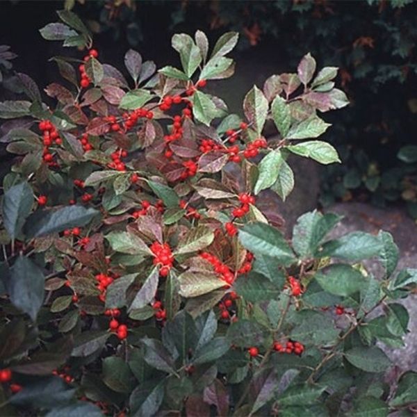 Ouachita Thornless Blackberry Bush