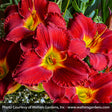 Prairie Wildfire Daylily