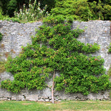 Espalier Edible Grafted Apple Tree