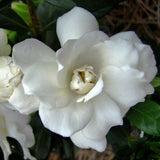 First Editions&reg; Double Mint Gardenia