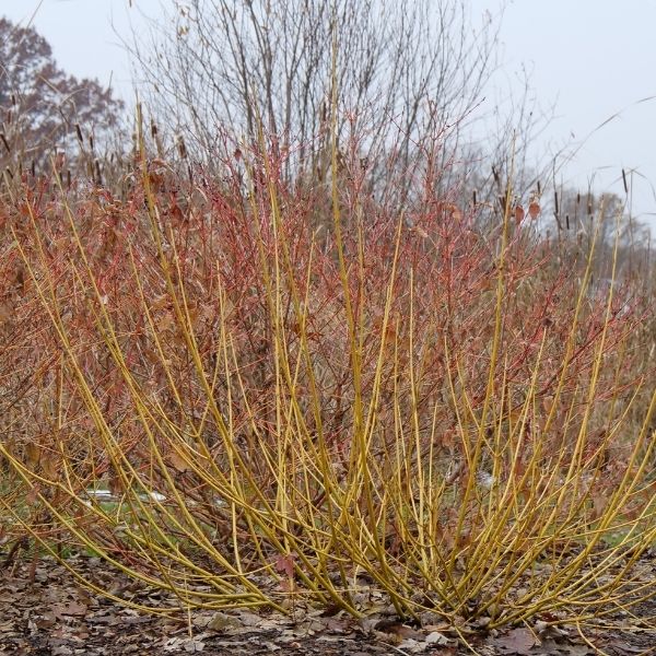 Arctic Fire&reg; Yellow Red-Osier Dogwood