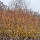 Arctic Fire&reg; Yellow Red-Osier Dogwood