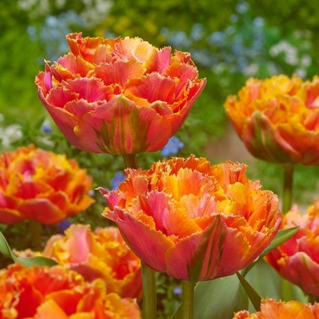 Royal Centennial Tulip