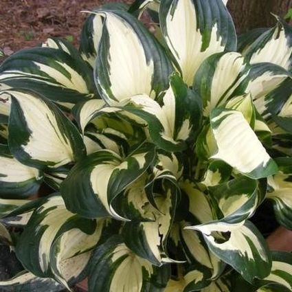 Fire and Ice Hosta